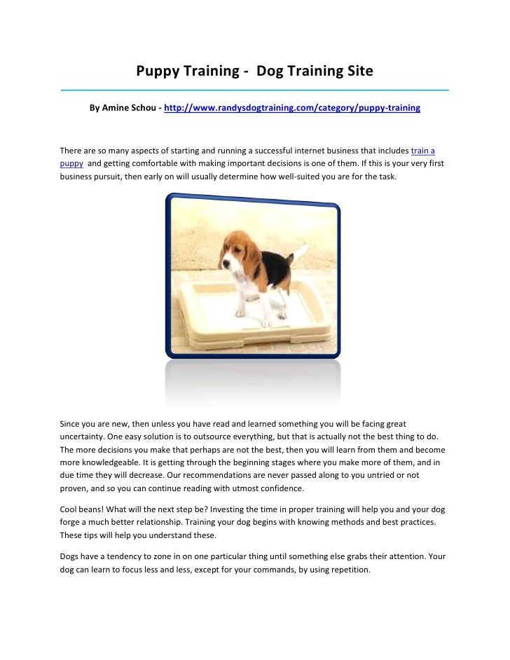 Starting Puppy Training Tips: Should You Do, When to Start Puppy Training